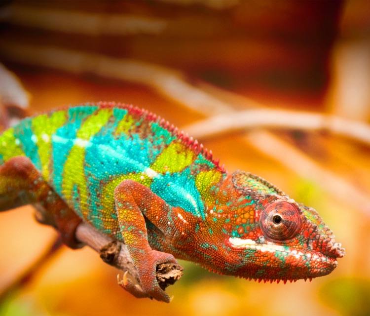 Hisense A7G Wide Colour Gamut feature image - mobile