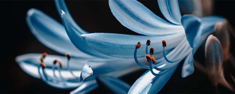 HISENSE INFINITY H60 5G - 4cm Macro Shot - mobile