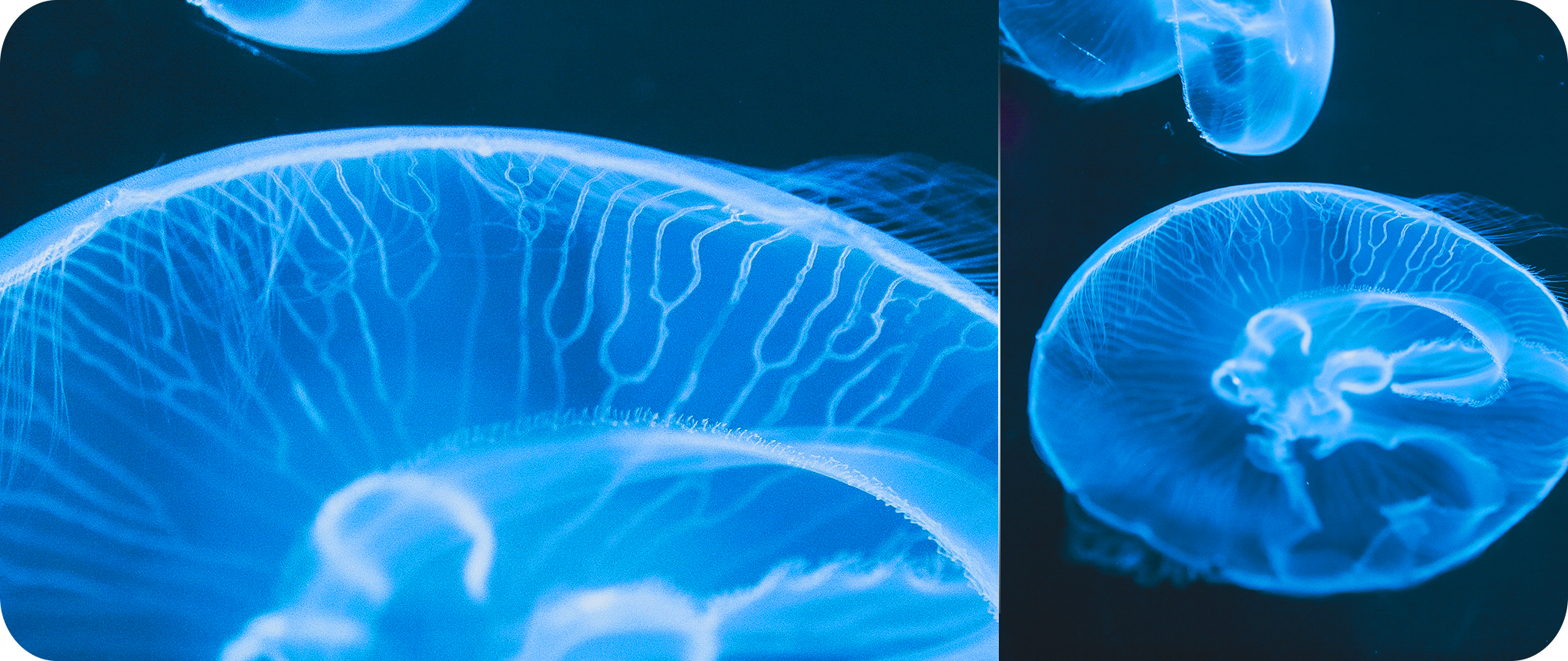 Hisense Infinity H60 SMART - 2MP Macro Camera